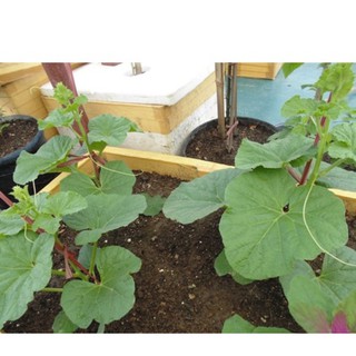 30h Hạt Giống Dưa Lê Siêu Ngọt (Cucumis melo)