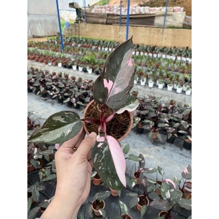 Cây Philodendron pink princess ( Công chúa hồng)
