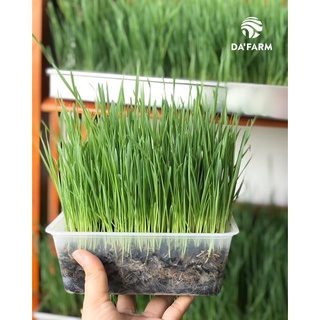 Combo Hạt giống cỏ lúa mì hữu cơ và Bột cỏ lúa mì hữu cơ 150gram