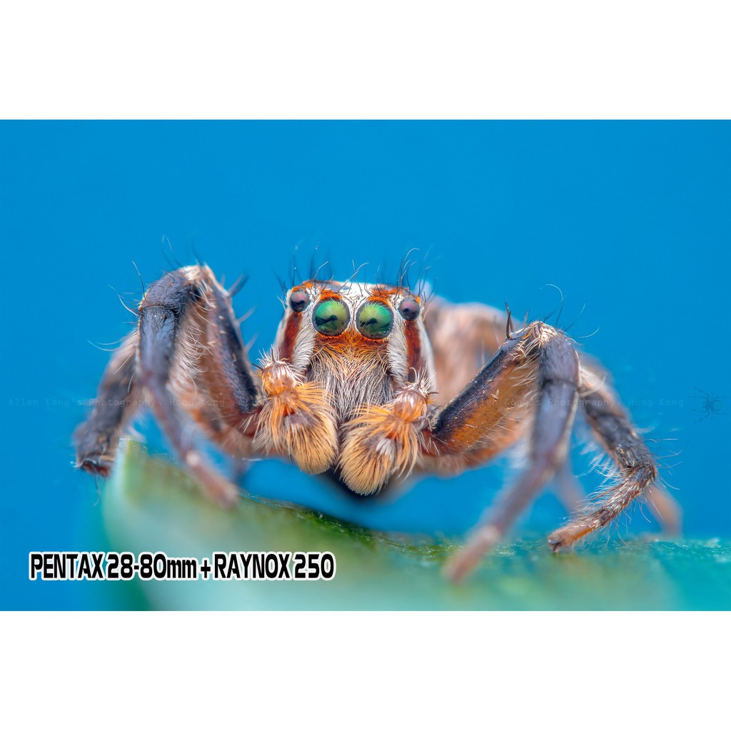 Chụp ảnh Macro với Raynox 250 - giải pháp giá rẻ chụp macro ấn tượng hơn cả lens hãng