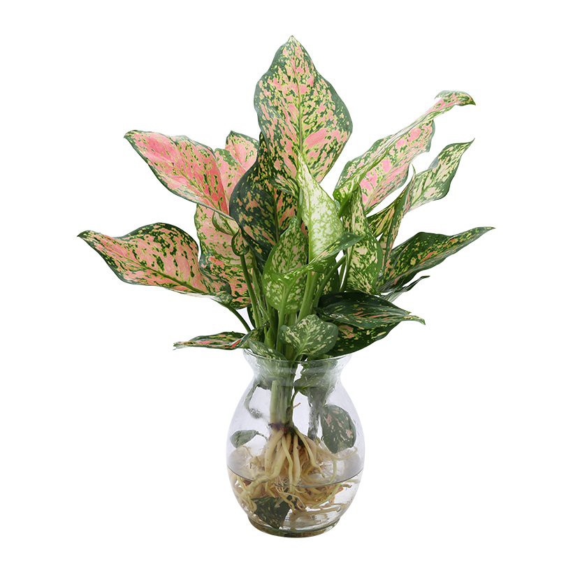 CÂY VẠN LỘC THỦY SINH