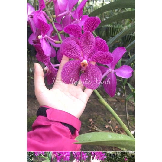 Lan Vanda Lai Hoa Màu Tím - Cây Con Cao Tầm 15cm