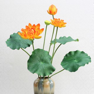 Nhành hoa sen lớn hơn 1m