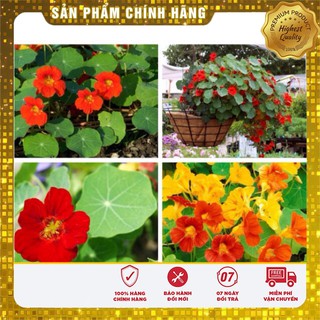 Hạt Giống Hoa Sen Cạn Mix(10 hạt)