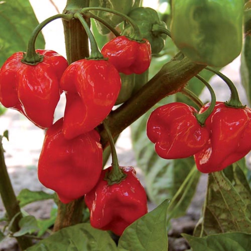 Hạt giống Ớt Habanero Đỏ Nhập khẩu Mỹ - 20 hạt - Nảy mâm >95%