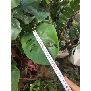 Trầu bà lá xẻ