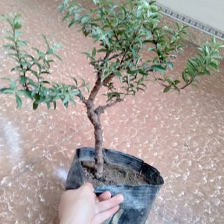 Cây ổi lá rí bonsai