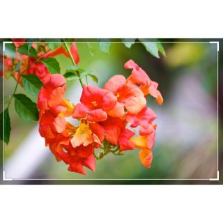 Hoa Lan Tiêu leo giàn