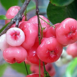 Cây 🌲 Mận Hoàng Yến
