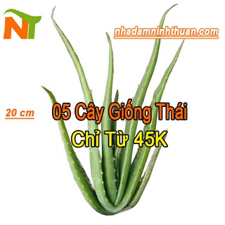 05 Cây Nha Đam Giống Thái Aloe Vera ( Cây cao từ 20 - 30Cm ), Lô hội Cây Giống Nha Đam To Khỏe, Năng Suất Cao