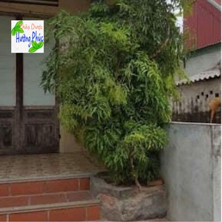 Rễ đinh lăng tươi, dáng chọn lọc (2kg-3kg)