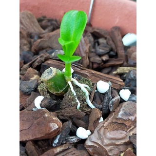 Ki phi điệp 5 cánh trắng Bắc Ninh