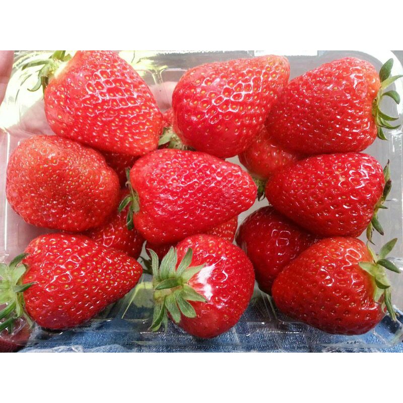 Cây Dâu Tây Hàn Quốc (Santa) x10 Cây Giống Cấy Mô