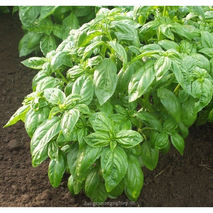 Hạt Giống Rau Húng Tây (Basil) Dễ Trồng (1 Gam)