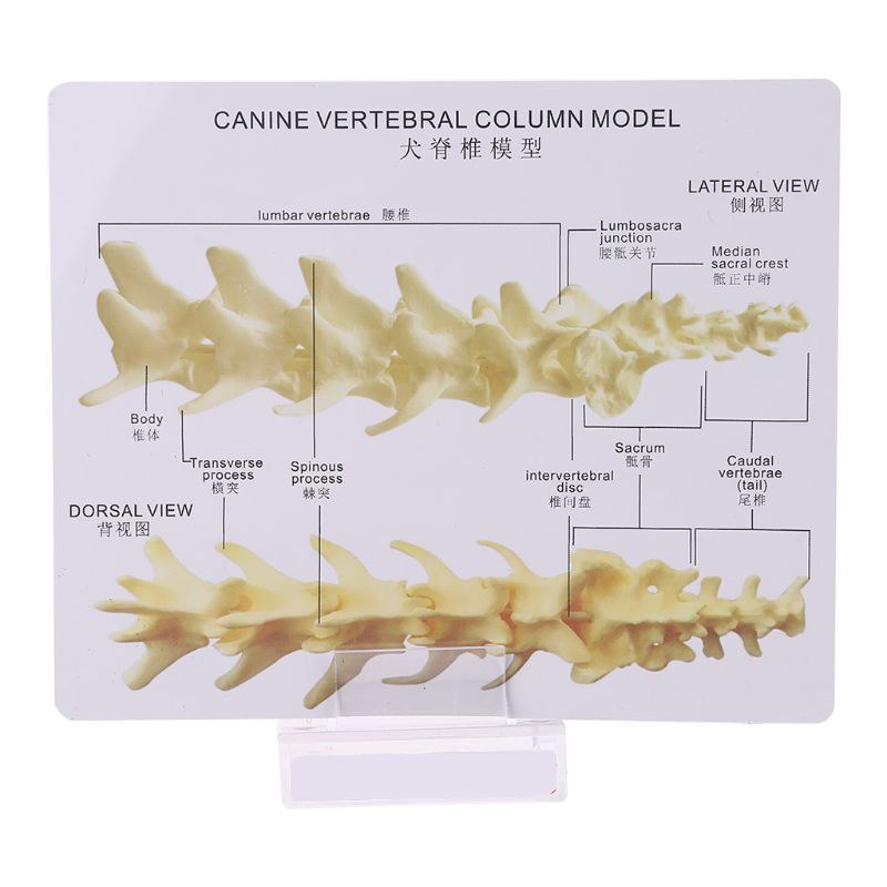 Wer Dog Canine Lumbar Vertebrae Cho Mô Hình Giảng Dạy Giảng Dạy Coccyx