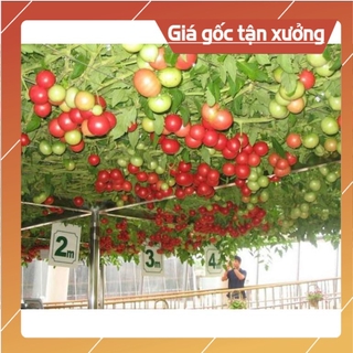 Hạt giống cà chua bạch tuộc NK Nga