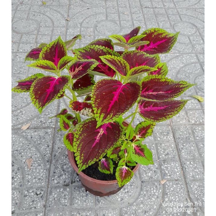 Cây LÁ GẤM Thái.