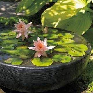 [Chất lượng cao] [Hàng chuẩn] [Free ship] combo 5 tuýp hạt giống Hoa súng Thái mini - Tuýp 20 - 30 hạt, nhiều màu