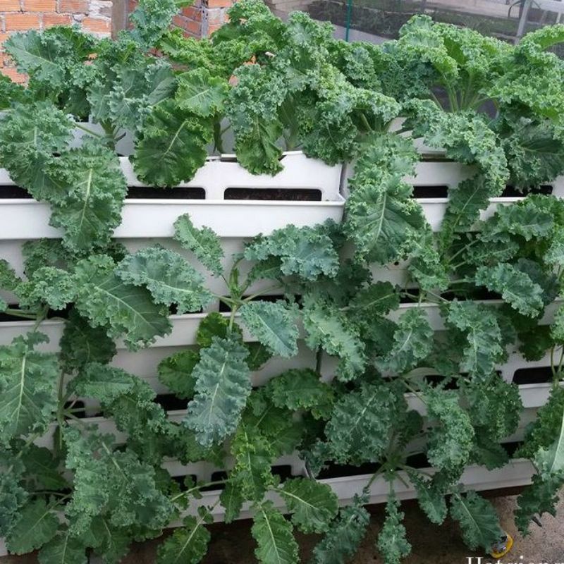 Cây giống cải xoăn kale xanh mỹ khổng lồ chỉ ship miền Bắc không ship miền nam