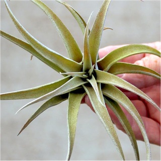 Cây không khí Tillandsia capitata