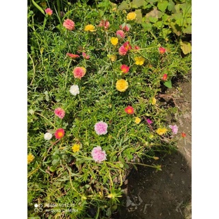 HOA MƯỜI GIỜ CHẬU MIX MÀU (shop mới bán đơn từ 100k tặng cây giống tương tự)