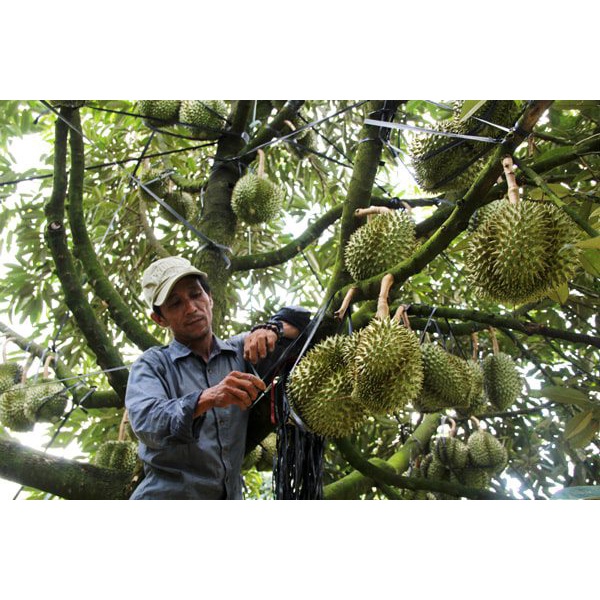CÂY GIỐNG SẦU RIÊNG MUSANG KING