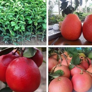 Cây Giống Bưởi Đỏ Phúc Kiến