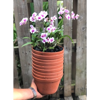 Bộ 10 chậu đất nung trồng lan trồng cây số 1 rộng 18,5cm x cao 13 cm
