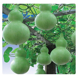 Hạt giống bầu hồ lô phú nông 100