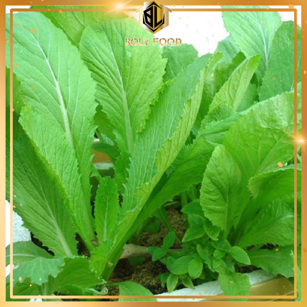 Hạt Giống Cải Xanh Lá To F1 Trung Nông Seeds 20gr - Bolyfood