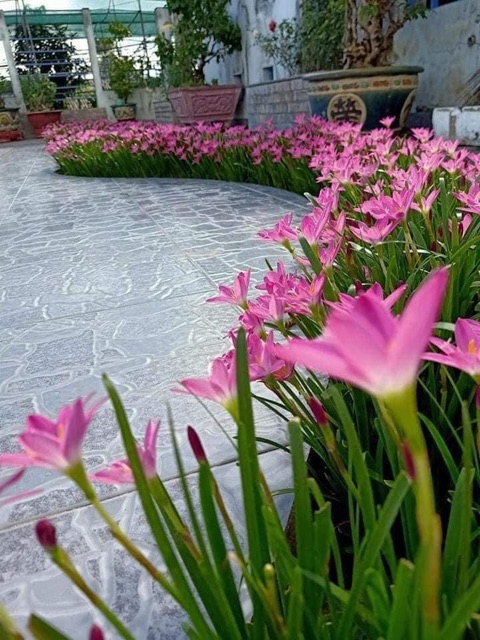 10 củ hoa huệ mưa màu hồng, trắng