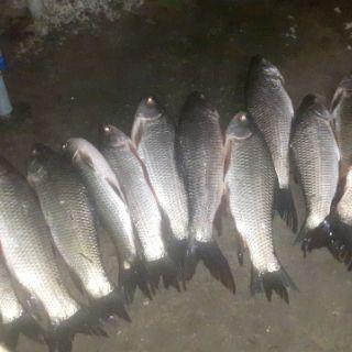 Tinh mùi câu cá hương Hổ ( thơm )
