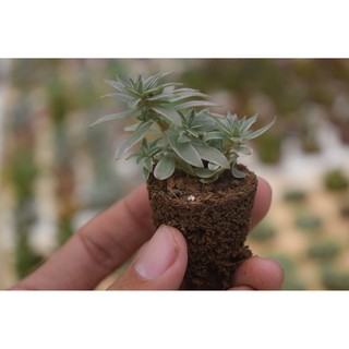 sen đá cỏ trắng mini 2-4cm