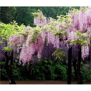 Hạt giống hoa tử đằng Wisteria