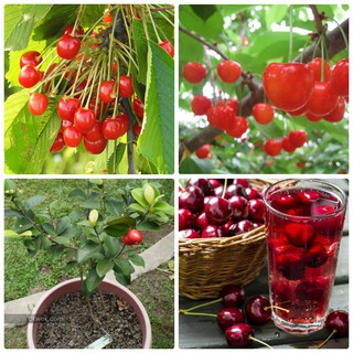Hạt giống quả anh đào cherry f1 dễ trồng sai quả