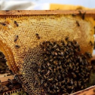 [HOT SALE] MẬT ONG HOA CÀ PHÊ NGUYÊN CHẤT 100% | BigBuy360 - bigbuy360.vn