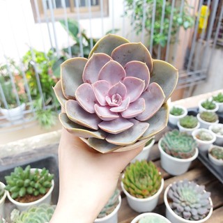 Sen đá hồng tròn cỡ to