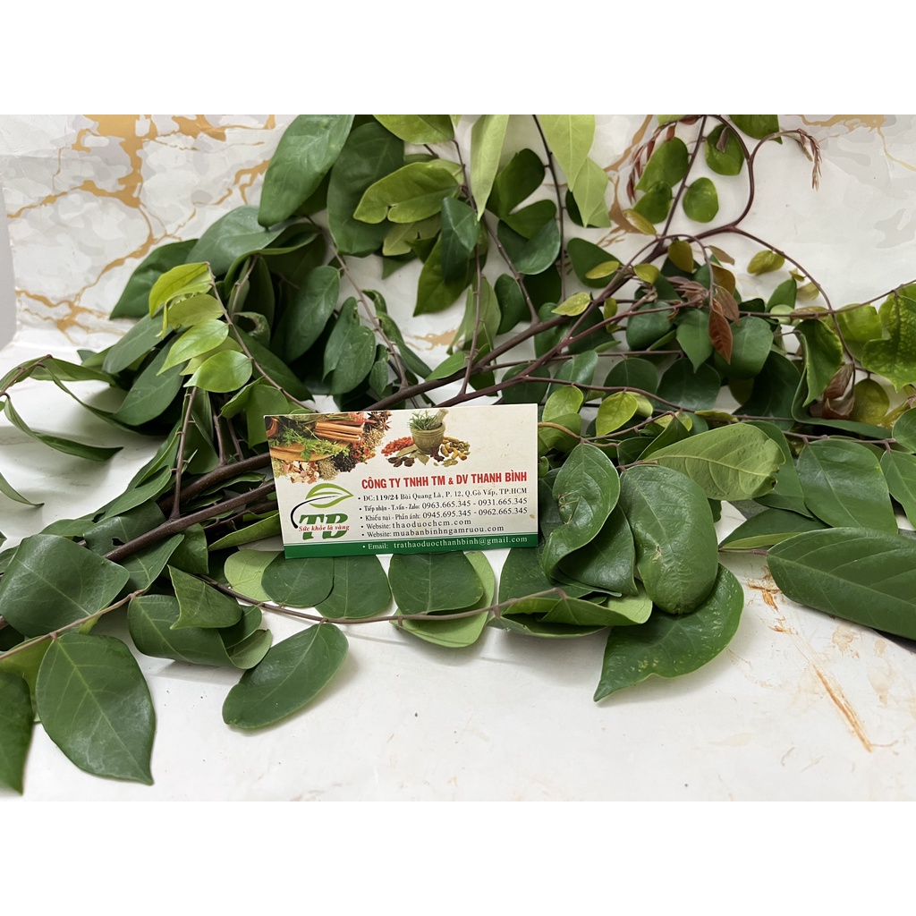 Lá Khế Tươi 1Kg - Loại Cao Cấp - Lương Y Thanh Bình