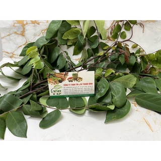 Lá khế tươi 1kg - loại cao cấp - lương y thanh bình