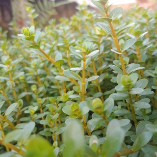 Vẩy Ốc Hồng Bò Cây thủy sinh