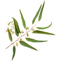 Tinh dầu Bạch Đàn Chanh AROMA ZONE | BigBuy360 - bigbuy360.vn