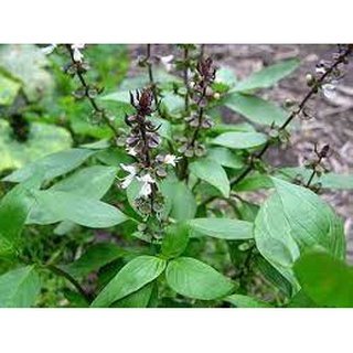 Chậu Cây rau húng quế/ húng chó/ húng tây rau gia vị ăn phở cao 20cm