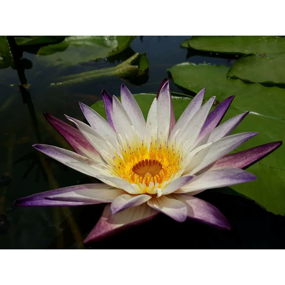 Cây to hoa súng thái lan màu Tím Trắng Purple Joy V-14