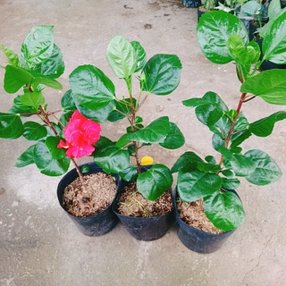 Hoa Dâm Bụt Thái - (cánh kép, giống mới) - caykiengsadec