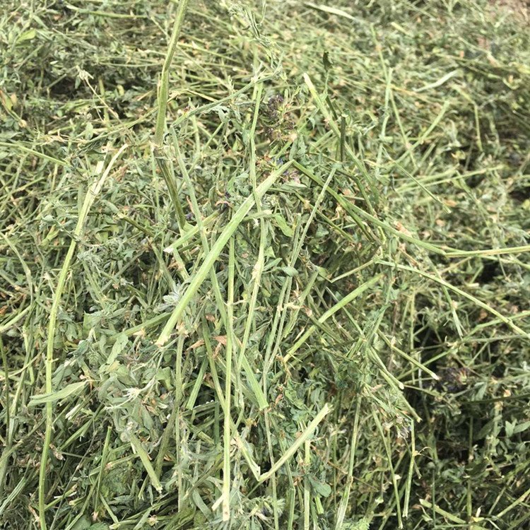 Cỏ khô Alfalfa thức ăn dành cho thỏ, chuột lang, bọ ú , sóc..