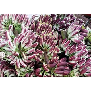 Quả chuối hột rừng sấy khô (1kg)