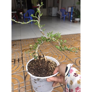 caykiengsadec_Cây cần thăng kiểng tặng phân bón cho cây