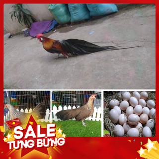 6 Qủa Trứng Gà Phượng Hoàng _ Gà Đuôi Dài _ Ấp Nở Lấy Giống