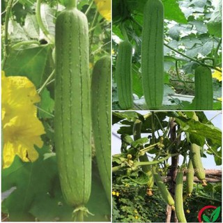 Hạt giống mướp hương Thái 10 hạt