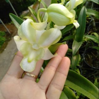 Hạt giống hoa Lan luca3004 osr